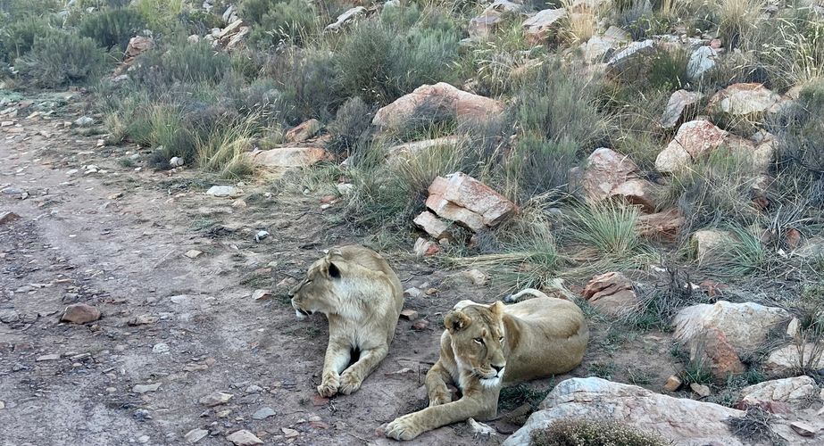 Leeuwen safari Zuid Afrika
